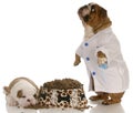 Animal Nutrition
