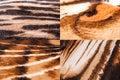 Animal Skin Texture