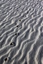 Animal Tracks In Desert Sand -...