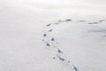 Animal Tracks In The Snow