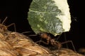 Ant Carrying Leaf Macro