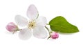Apple Flowers