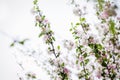 Apple Flowers