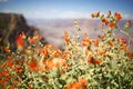 Arizona Red Flowers