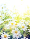 Art Bright Summer Flowers Natu...