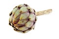 Artichoke lying isolated in front of white background Stock Image