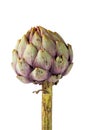 Artichoke standing against isolated white background Stock Photo