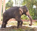 An Asian elephant striking a pose. Stock Image