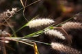 Australian Nature Grass