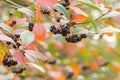 Autumn Background With Berries
