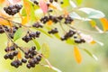 Autumn Background With Berries