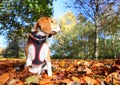 Autumn Beagle Dog