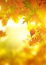 Autumn Falling Leaves