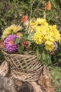 Autumn Flowers