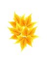 Autumn Foliage