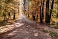 Autumn Forest Pathway
