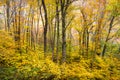 Autumn Forest Western NC Fall ...