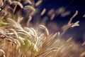 Autumn Grass At Sunset