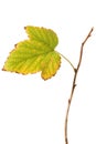 Autumn Leaf
