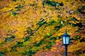 Autumn Leaves