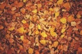 Autumn Leaves Background