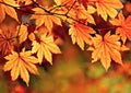 Autumn, Maple Leaves