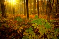 Autumn Morning