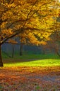 Autumn Park Landscape