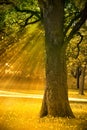 Autumn Tree
