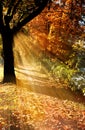 Autumn Tree