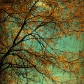 Autumn Tree Grunge