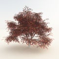 Autumn Tree On White