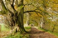 Autumn walk at Allen Banks