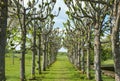 Avenue Of Trees