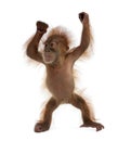 Baby Sumatran Orangutan Agains...