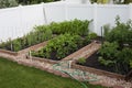 Backyard Organic Vegetable Gar...
