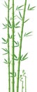Bamboo Illustration