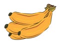 Bananas Illustration