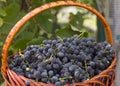 Baskets With Nature Grapes