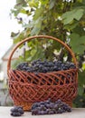 Baskets With Nature Grapes