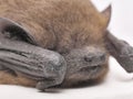 Bat Macro