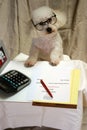 Beau a Bichon Frise conducts business at his desk