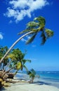 Beautiful Beach With Palm Trees