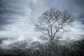 Beautiful Bleakness