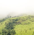 Beautiful foggy hill slope Stock Photography