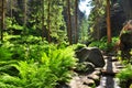 Wood Forest Nature