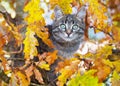 Beautiful Kitty Sitting On The...