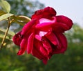 A beautiful red rose Royalty Free Stock Images