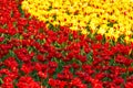 Beautiful Red And Yellow Tulip...