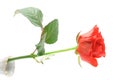 Beautiful rose on white (in vase) Stock Images